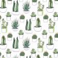 -Kaktusy-