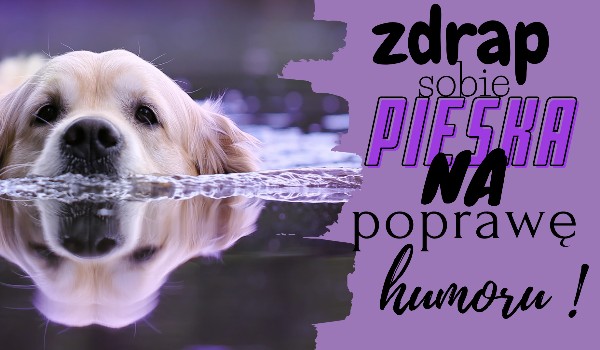 zdrap sobie pieska na poprawę humoru sameQuizy