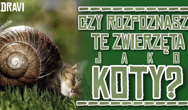 Czy Rozpoznasz Te Zwierz Ta Jako Koty Samequizy