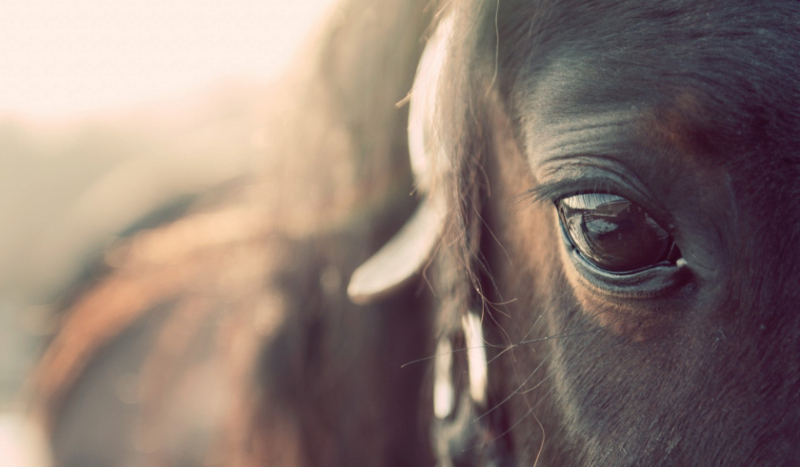 Jaką posiadasz wiedzę na temat koni?