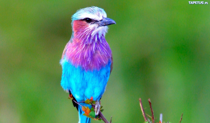 Jakim zwierzęciem jesteś   ????