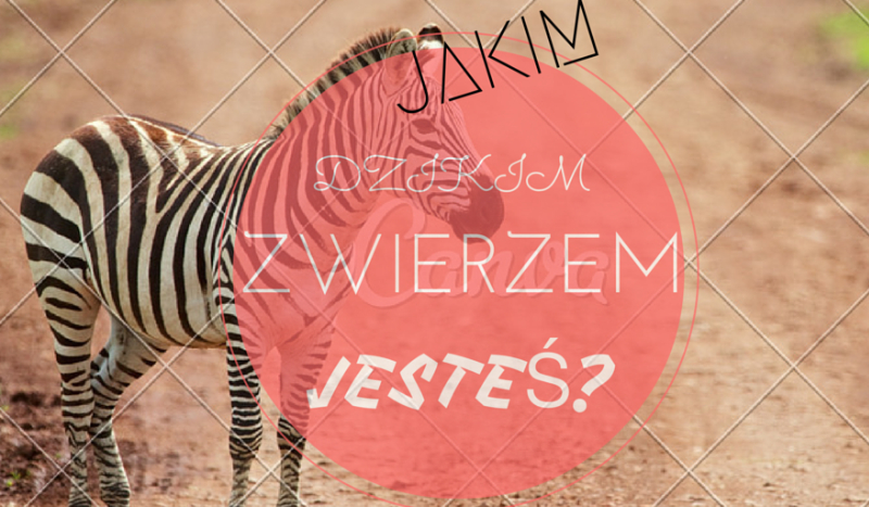 Jakim dzikim zwierzem jesteś?