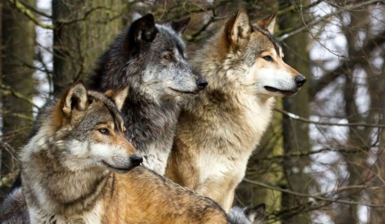 Jakim wilkiem jesteś?