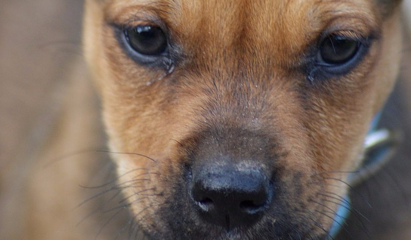 Jaka rasa psa do ciebie pasuje?