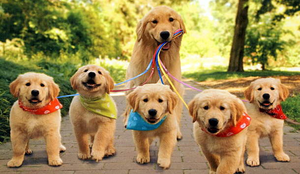 pieski są GICIAŚNE =D