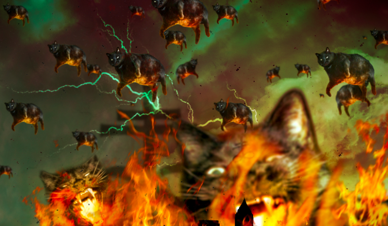 Czy uda Ci się przetrwać apokalipsę kotów?!