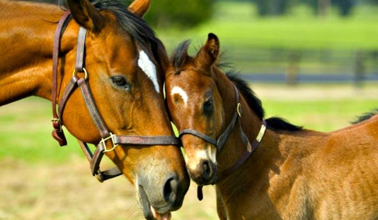 Jak dobrze znasz konie?