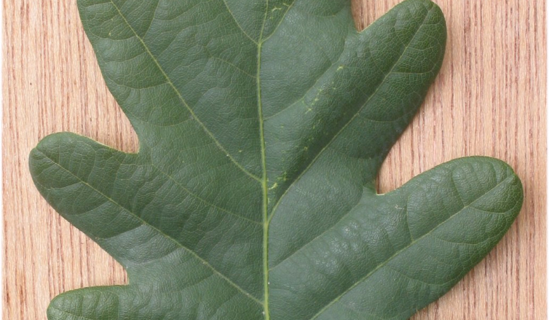 Czy jesteś Liściem?