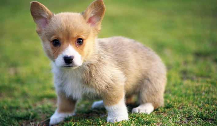 Jakim Zwierzęciem jesteś?