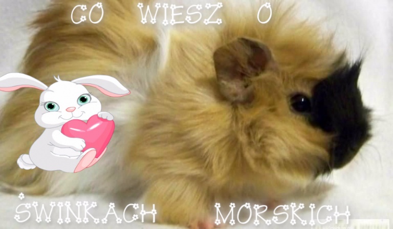 Co wiesz o świnkach morskich ?