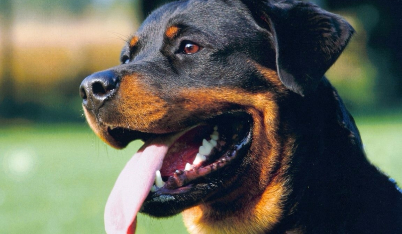 Co wiesz o Rottweilerach?