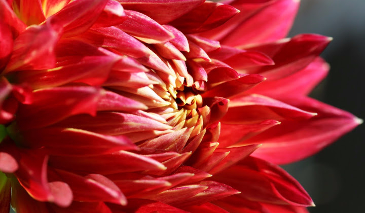 Jaki kwiat do ciebie pasuje?