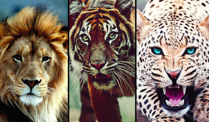 Który dziki kot pasuje do Twojej osobowości?