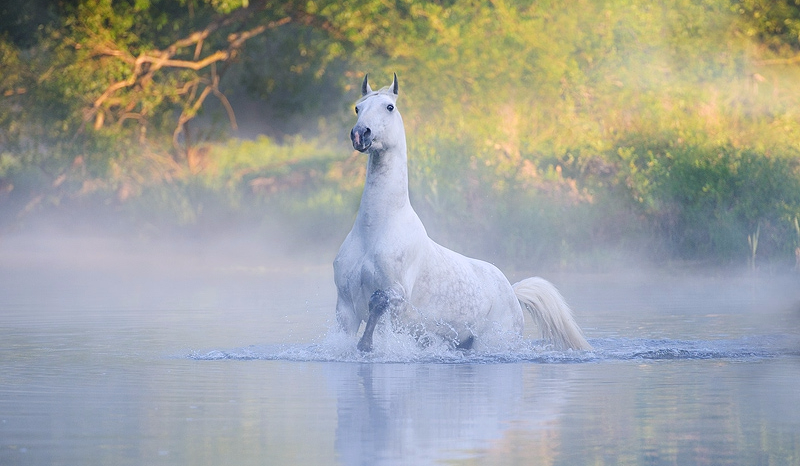 jak bardzo kochasz konie?