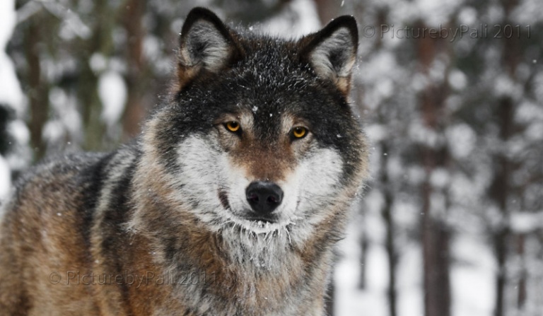 Jak bardzo znasz się na wilkach?