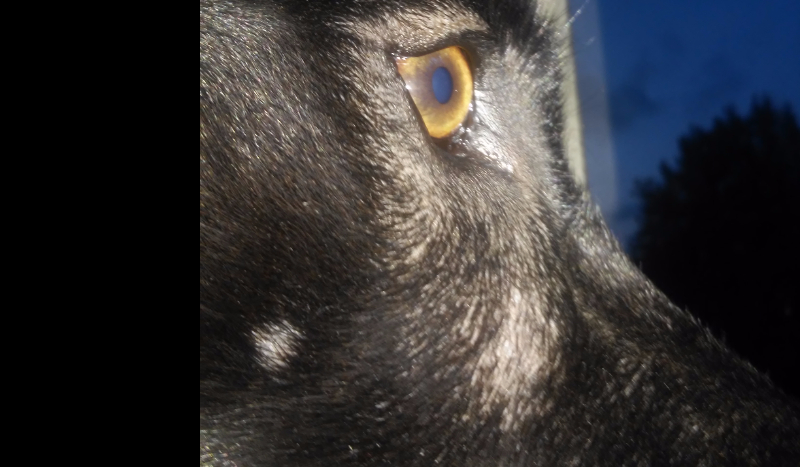 Czy powinieneś mieć psa?