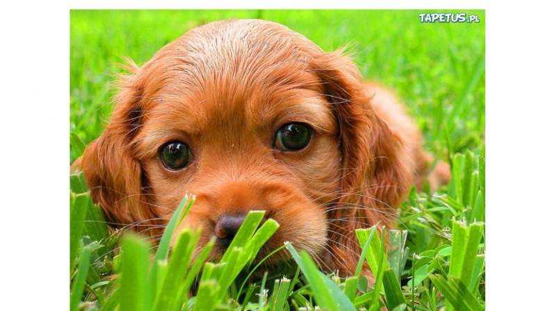 czy uda ci sie wycowac szczeniaczka Tuptusia?