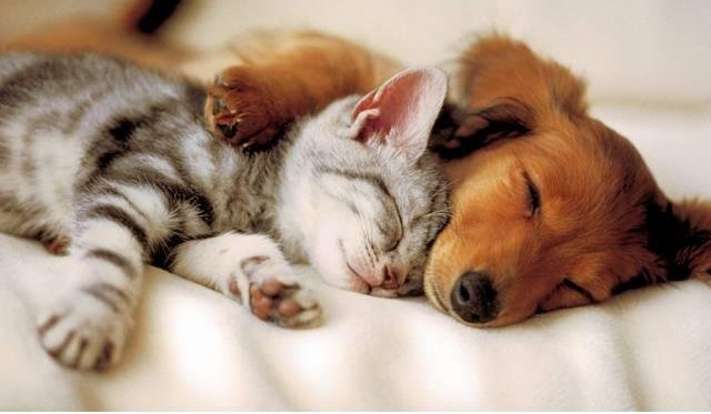 Jakim Zwierzakiem jesteś