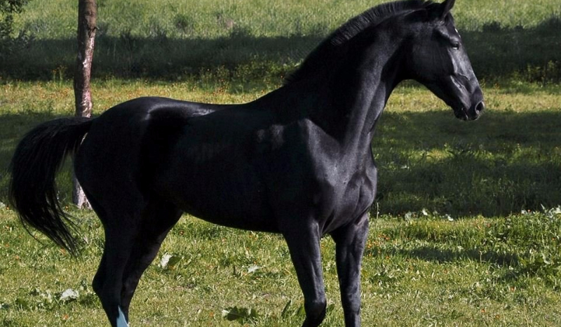 Jaką rasą konia jesteś?