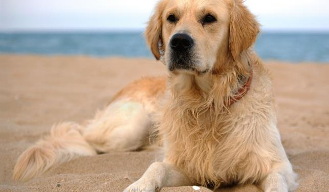 Jaki pies do ciebie pasuje?