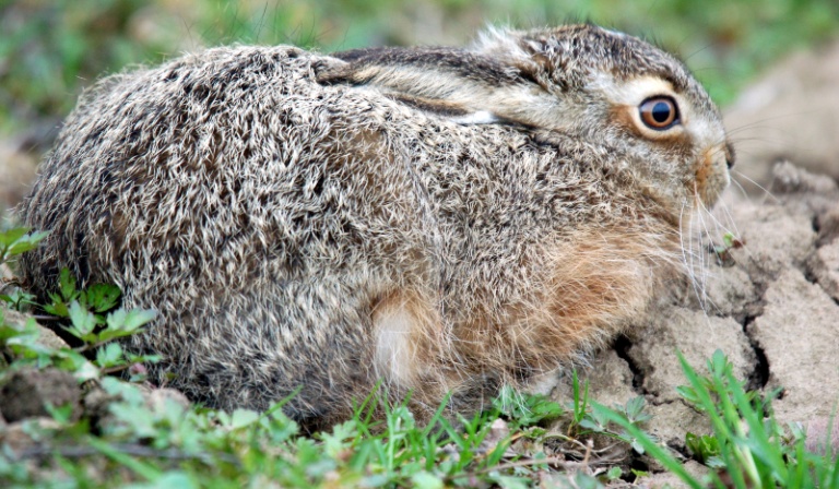 czy uda ci się zprzyjaznić z animatronikami (to u gury to bonnie XD)