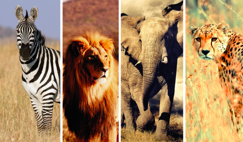 Jakim afrykańskim zwierzakiem jesteś?