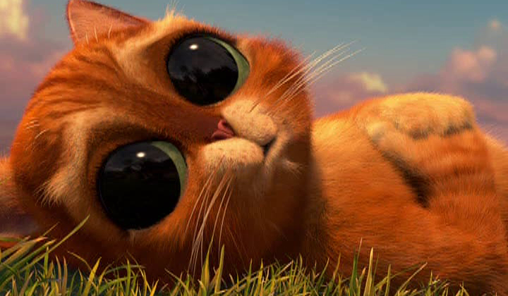 Jak wychowasz Kota w butach?