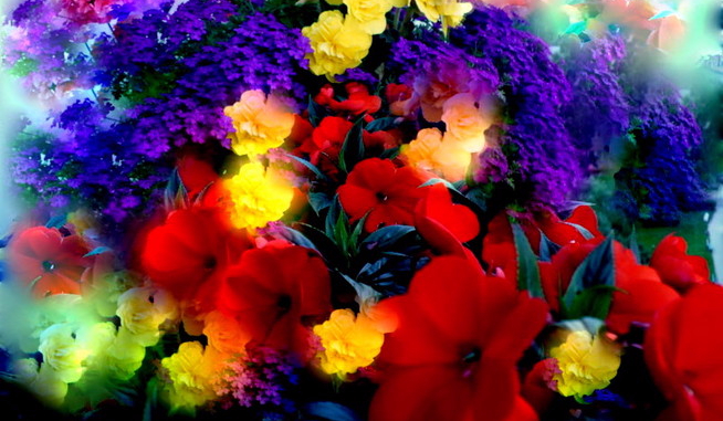 Jaki kwiat do ciebie pasuje najbardziej?