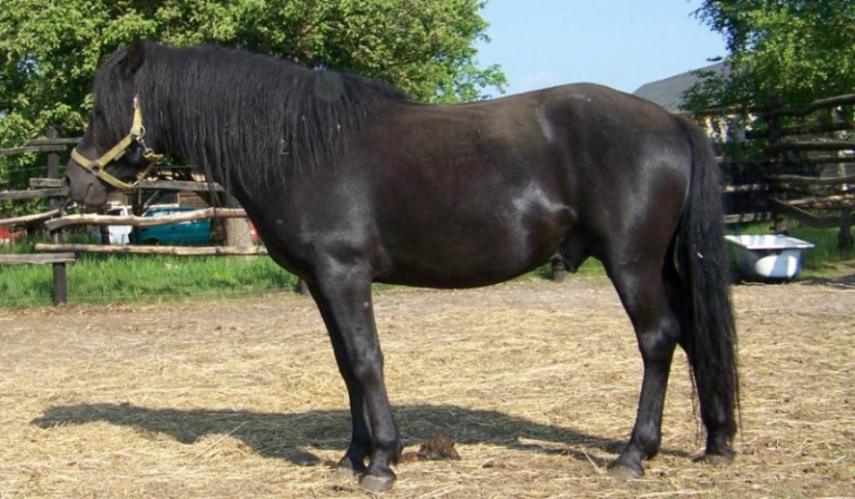 Jakim zwierzęciem powinieneś się kierować?