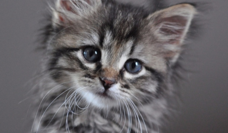 Czy uda ci się wychować Mruczkę?