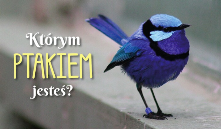 Którym ptakiem jesteś?