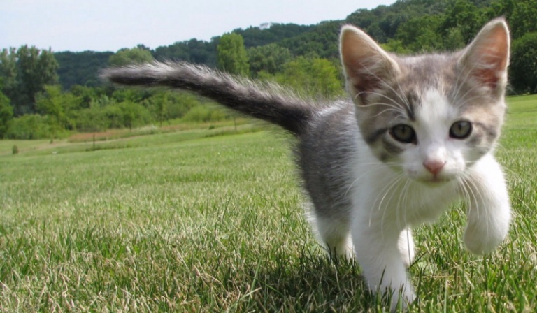 Czy uda Ci się wychować Pchełkę?