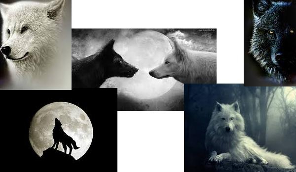 Kim ze Zmierzchu jesteś?