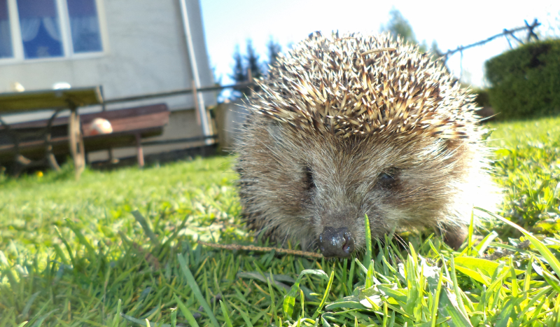Jakim jeżem jesteś ??