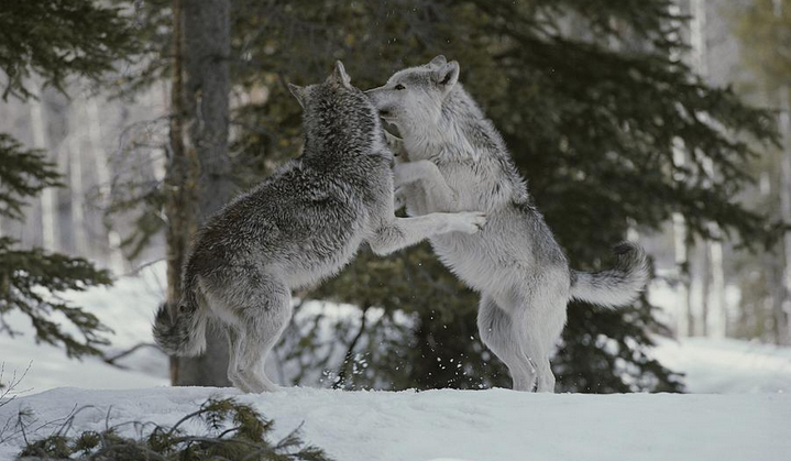 Jak bardzo agresywnym jesteś wilkiem?