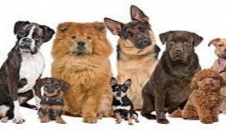 Który pies według ciebie jest ładniejszy?