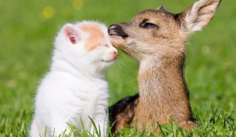 Którym zwierzakiem jesteś?