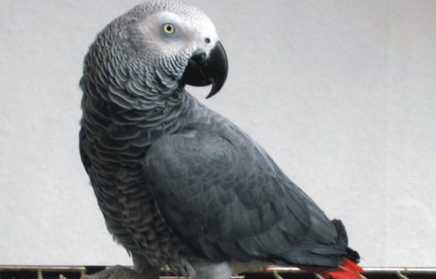Żako