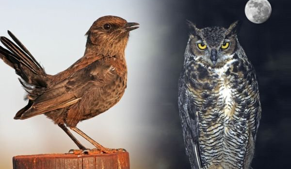 Jesteś rannym ptaszkiem czy nocnym markiem?