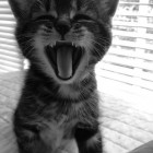 minou