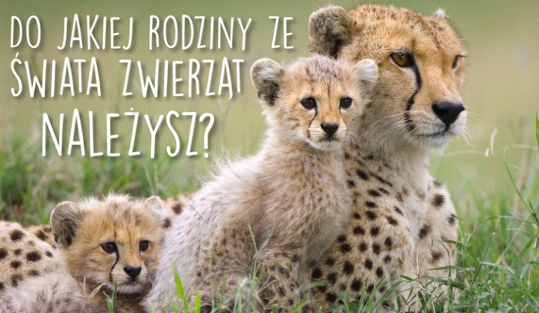 Do jakiej rodziny ze świata zwierząt należysz ?