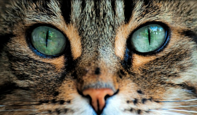 Jakiego zwierzaka powinieneś mieć?