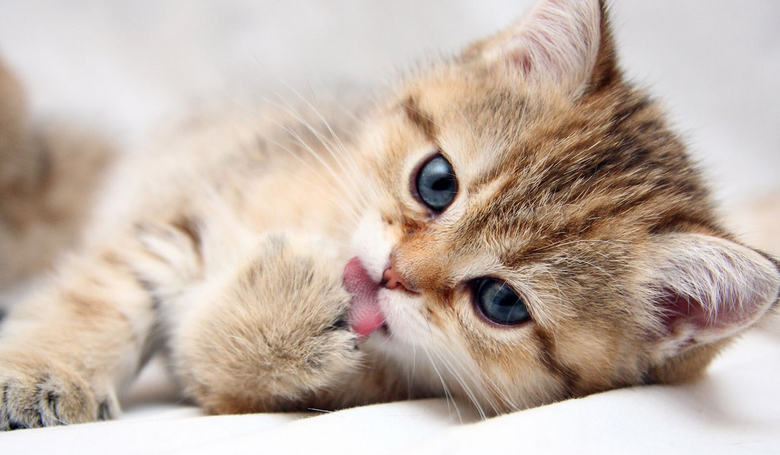 Jak dobrze znasz się na kotach?