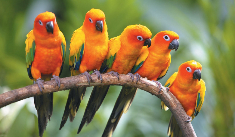 Jaką papugą jesteś?