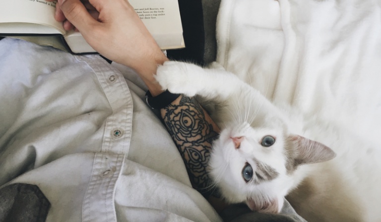 Jak dobrze znasz się na kotach?