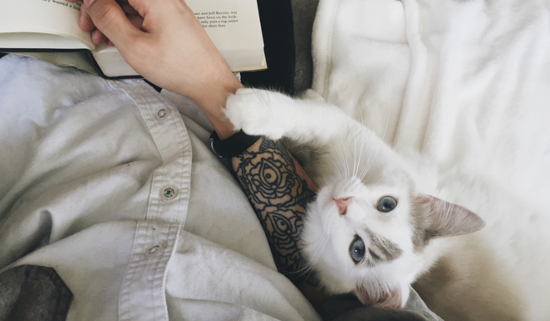 Jak dobrze znasz się na kotach?