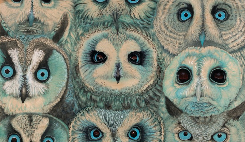 Jakim gatunkiem sowy jesteś?
