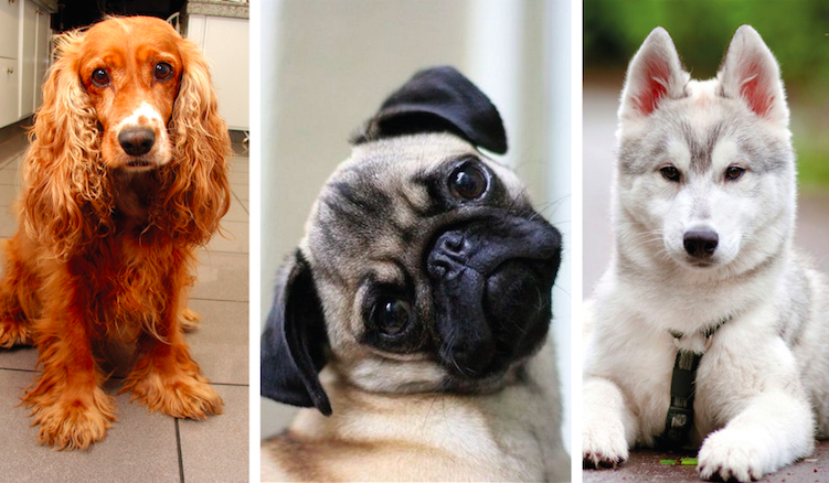 Którą rasą psa jesteś?
