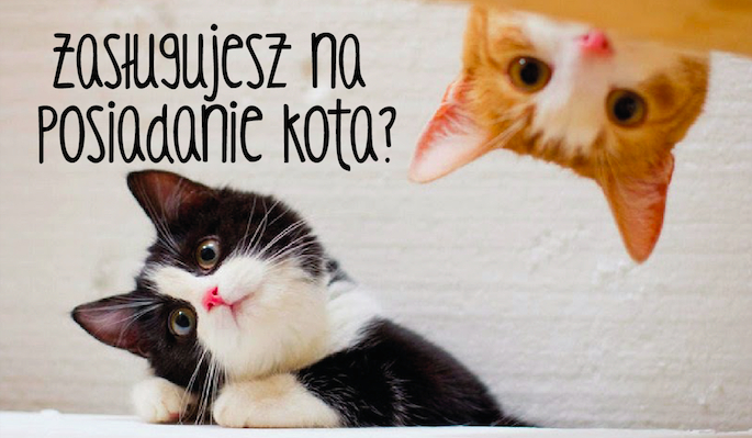 Czy zasługujesz na posiadanie kota?