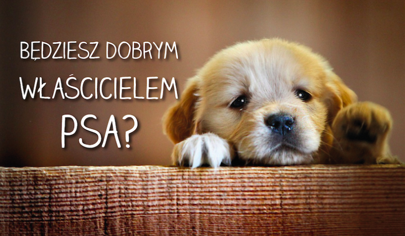 Czy będziesz dobrym właścicielem psa?